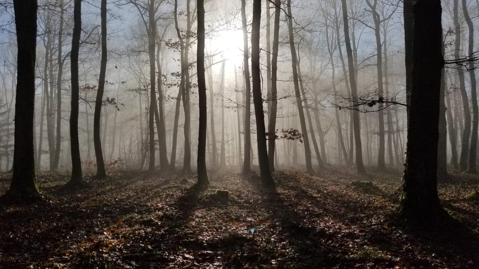 Misty morning in the woods