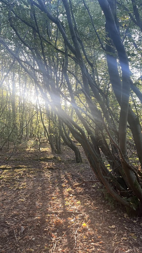 Sunlight through my woodland camp