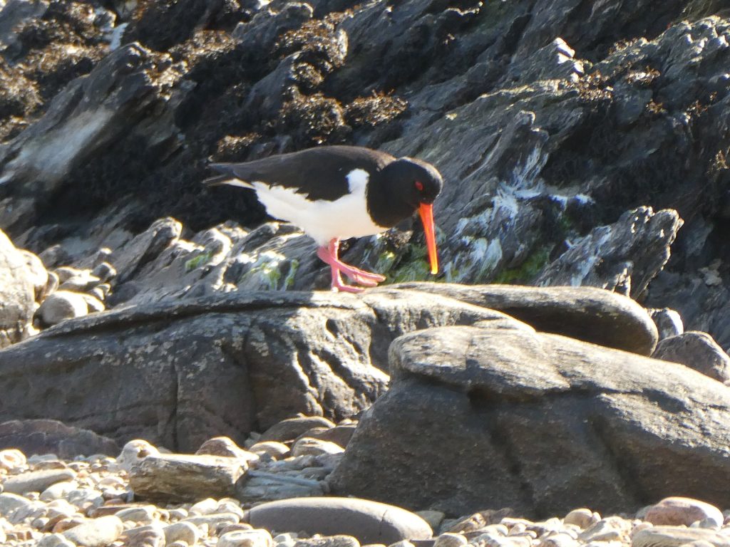 Oyster catcher on kintyre
