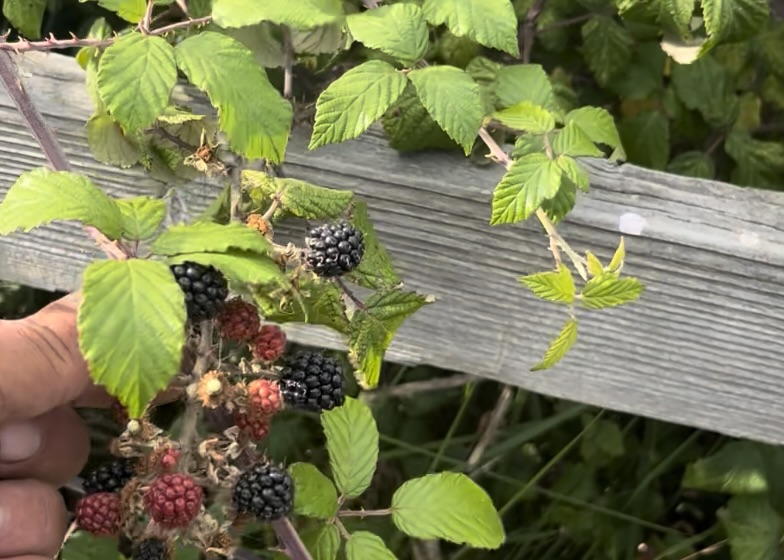 wild foraging 